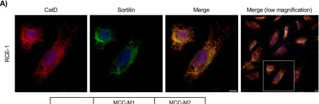 Fig.1.A showing Immunocytochemistry-immunofluorescence from the publication: Sortilin knock-down alters the expression and distribution of cathepsin D and prosaposin and up-regulates the cation-dependent mannose-6-phosphate receptor in rat epididymal cells.
