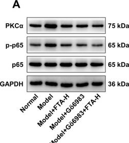 Fig.4.A showing Western Blotting in a Rattus norvegicus (Rat) sample from the publication: Forsythiaside a facilitates autophagy to ameliorate chronic nonbacterial prostatitis in rats by blocking the PKCα/NF-κB pathway.