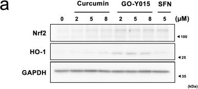 Fig.2.A showing Western Blotting in a Homo sapiens (Human) sample from the publication: Nrf2 activation by the monocarbonyl curcumin derivative GO-Y015 confers cellular protection against arsenite toxicity by reducing intracellular arsenic levels.