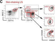 Fig.1.C showing Flow cytometry/Cell sorting from the publication: Fate mapping analysis reveals a novel murine dermal migratory Langerhans-like cell population.