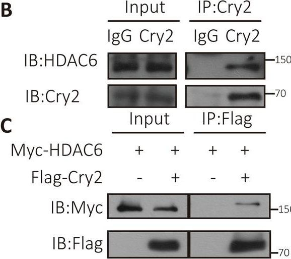 Fig.2.B showing Western Blotting in a Homo sapiens (Human) sample from the publication: Cryptochrome 2 acetylation attenuates its antiproliferative effect in breast cancer.