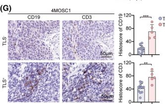 Fig.1.G showing Immunohistochemistry in a Mus musculus (House mouse) sample from the publication: Oncolytic herpes simplex virus propagates tertiary lymphoid structure formation via CXCL10/CXCR3 to boost antitumor immunity.