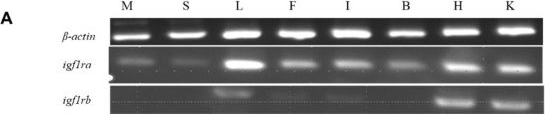 Fig.1.A showing Western Blotting from the publication: Divergent Roles of Zebrafish IGF1 Receptor a and b in Glucose and Lipid Metabolism.
