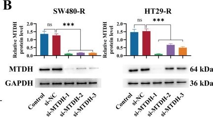 Fig.6.B showing Western Blotting from the publication: Identify MTDH as a Key Gene of Radio-Resistance in Colorectal Cancer Based on Multi-Omics and Experimental Validation.