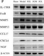 Fig.5.P showing Western Blotting in a Rattus norvegicus (Rat) sample from the publication: Study on the analgesic and anti-inflammatory mechanisms of Jingu Zhitong gel in the treatment of knee osteoarthritis through the IL-17, NGF-TrkA, and COX-2/PGE2 pathways.