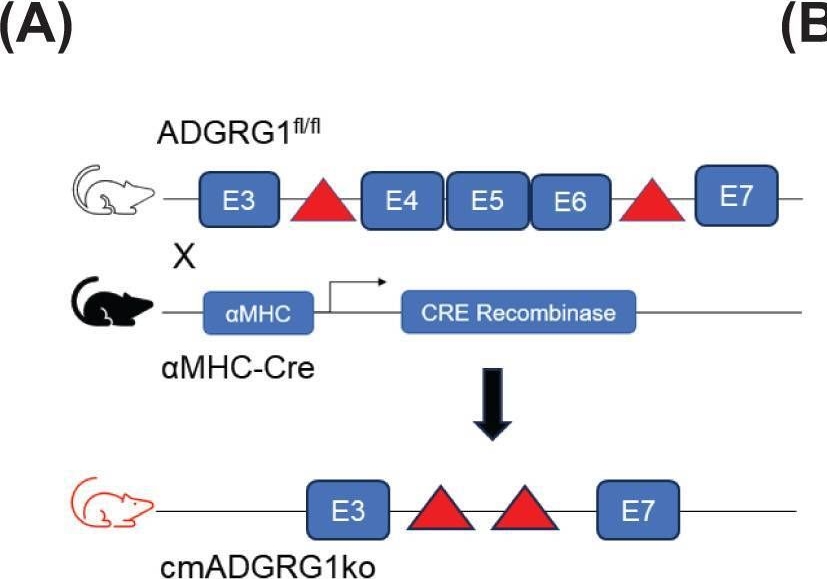 Fig.2.A from the publication: Loss of cardiomyocyte-specific adhesion G-protein-coupled receptor G1 (ADGRG1/GPR56) promotes pressure overload-induced heart failure.