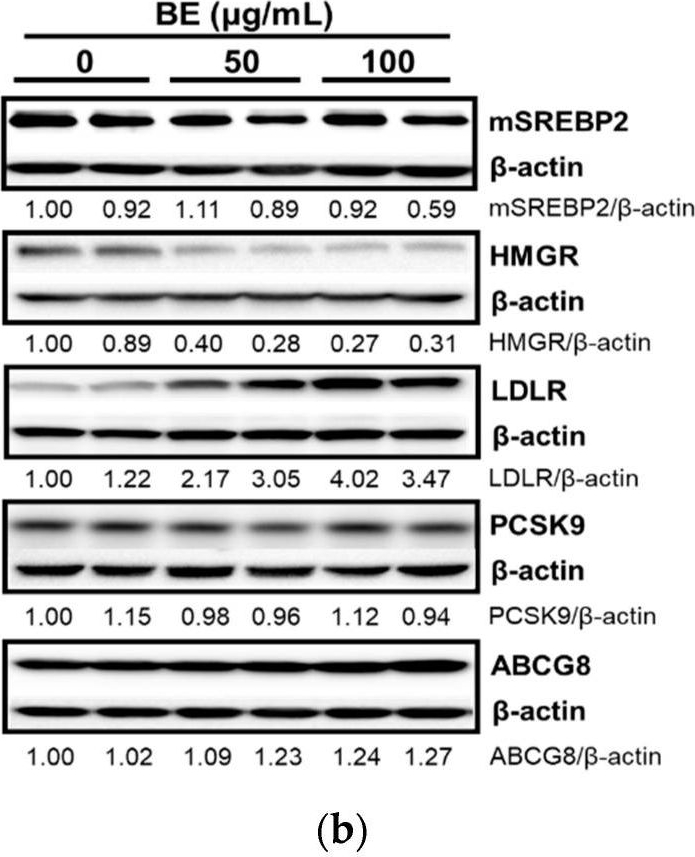 Fig.3.B showing Western Blotting in a Homo sapiens (Human) sample from the publication: The Effects of Anthocyanin-Rich Bilberry Extract on Transintestinal Cholesterol Excretion.