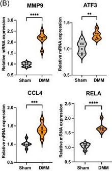 Fig.11.B showing Flow cytometry/Cell sorting in a Mus musculus (House mouse) sample from the publication: Bioinformatics and system biology analysis revealed the crosstalk between COVID-19 and osteoarthritis.
