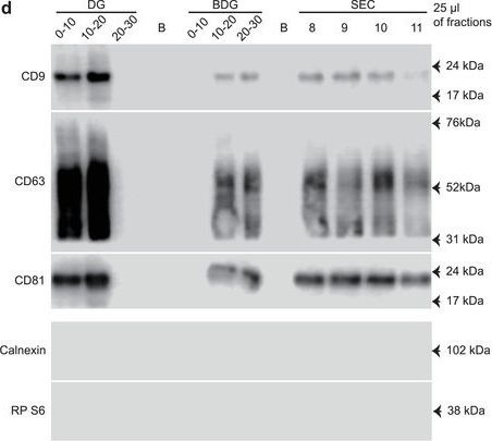 CD63 antibodies - Antibody search engine - CiteAb