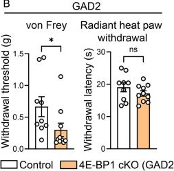 Fig.5.B from the publication: Translational control in the spinal cord regulates gene expression and pain hypersensitivity in the chronic phase of neuropathic pain.