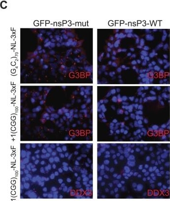 Fig.1.C showing Immunocytochemistry-immunofluorescence in a Drosophila melanogaster (Fruit fly) sample from the publication: Stress granule formation helps to mitigate neurodegeneration.