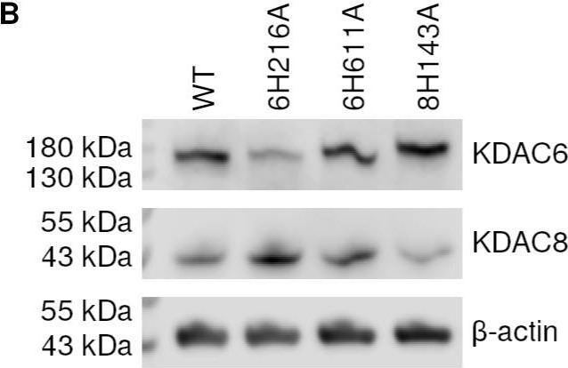 Fig.2.B showing Western Blotting in a Homo sapiens (Human) sample from the publication: Endogenous expression of inactive lysine deacetylases reveals deacetylation-dependent cellular mechanisms.