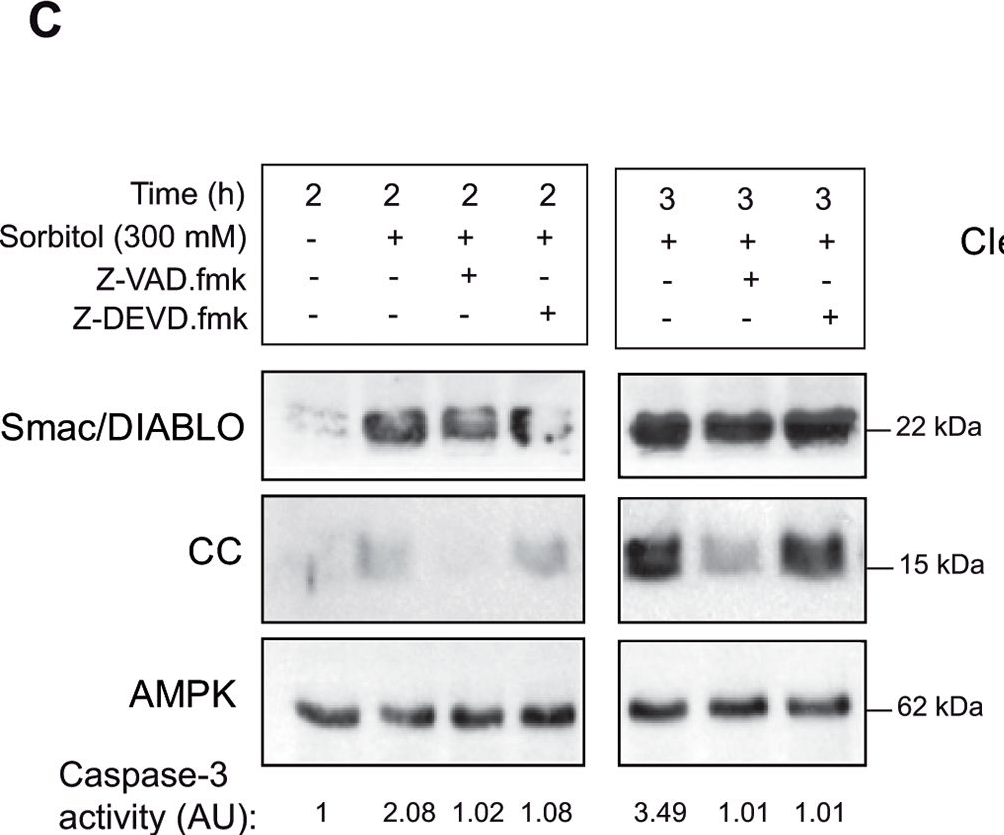 Fig.2.C showing Western Blotting in a Xenopus laevis (African clawed frog) sample from the publication: Osmostress-induced apoptosis in Xenopus oocytes: role of stress protein kinases, calpains and Smac/DIABLO.
