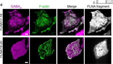 Fig.2.D showing Immunocytochemistry-immunofluorescence in a Cricetulus griseus (Chinese hamster) sample from the publication: Filamin A organizes γ‑aminobutyric acid type B receptors at the plasma membrane.