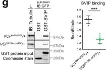 VCP (7F3) Rabbit Monoclonal Antibody | Cell Signaling Technology