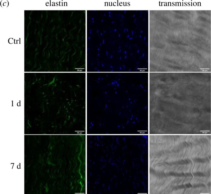 Fig.6.C showing Immunocytochemistry-immunofluorescence in an Oryctolagus cuniculus (Rabbit) sample from the publication: Time-dependent extracellular matrix alterations of young tendons in response to stress relaxation: a model for the Ponseti method.