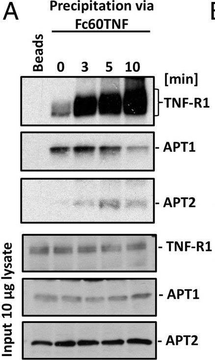 Fig.3.A showing Western Blotting in a Homo sapiens (Human) sample from the publication: Palmitoylation is required for TNF-R1 signaling.