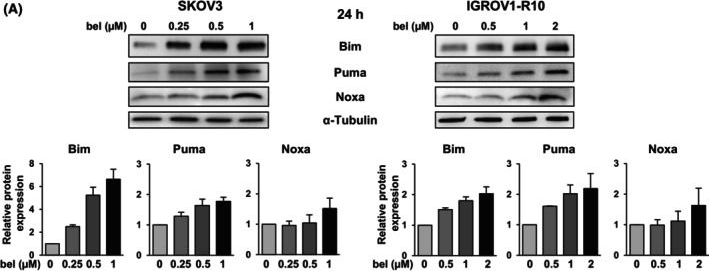 Fig.2.A showing Western Blotting from the publication: The anticancer effect of the HDAC inhibitor belinostat is enhanced by inhibitors of Bcl-xL or Mcl-1 in ovarian cancer.