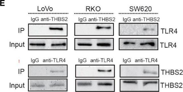 Fig.2.E showing Western Blotting from the publication: Thrombospondin 2/Toll-Like Receptor 4 Axis Contributes to HIF-1α-Derived Glycolysis in Colorectal Cancer.