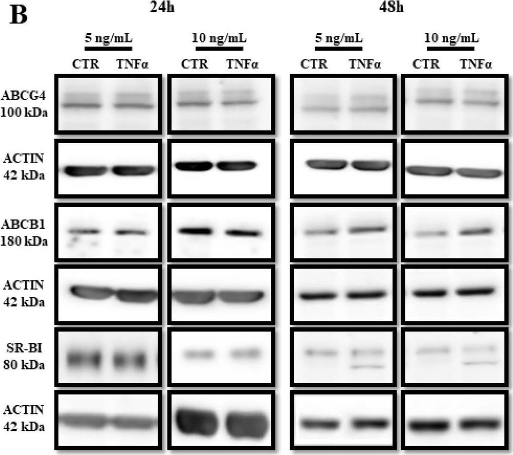 Fig.7.B showing Western Blotting in a Homo sapiens (Human) sample from the publication: TNFα Activates the Liver X Receptor Signaling Pathway and Promotes Cholesterol Efflux from Human Brain Pericytes Independently of ABCA1.