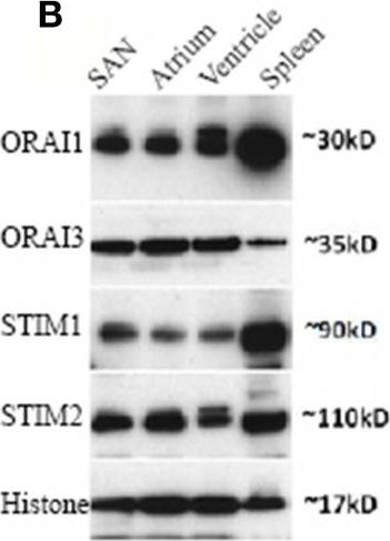 Fig.4.B showing Western Blotting in a Mus musculus (House mouse) sample from the publication: Store-operated calcium entry and the localization of STIM1 and Orai1 proteins in isolated mouse sinoatrial node cells.