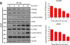 Fig.1.D showing Western Blotting in a Homo sapiens (Human) sample from the publication: ATM inhibitor KU60019 synergistically sensitizes lung cancer cells to topoisomerase II poisons by multiple mechanisms.