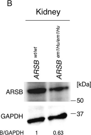 Fig.8.B showing Western Blotting from the publication: Generation of a novel disease model mouse for mucopolysaccharidosis type VI via c. 252T>C human ARSB mutation knock-in.