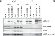 Fig.5.B showing Western Blotting in a Homo sapiens (Human) sample from the publication: Canonical non-homologous end joining in mitosis induces genome instability and is suppressed by M-phase-specific phosphorylation of XRCC4.