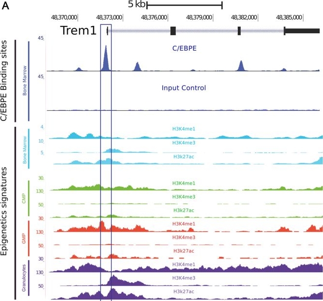 Fig.3.A showing Chromatin immunoprecipitation in a Mus musculus (House mouse) sample from the publication: LPS independent activation of the pro-inflammatory receptor Trem1 by C/EBPε in granulocytes.