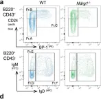 Fig.3.A showing Flow cytometry/Cell sorting in a Mus musculus (House mouse) sample from the publication: NDRG1 is induced by antigen-receptor signaling but dispensable for B and T cell self-tolerance.