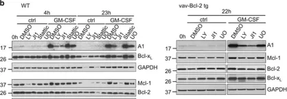 Fig.2.B showing Western Blotting from the publication: The anti-apoptotic Bcl-2 family protein A1/Bfl-1 regulates neutrophil survival and homeostasis and is controlled via PI3K and JAK/STAT signaling.