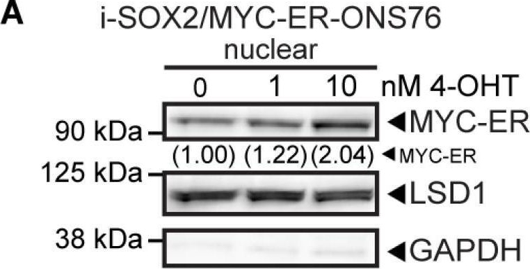 Fig.7.A showing Western Blotting from the publication: Elevating SOX2 Downregulates MYC through a SOX2:MYC Signaling Axis and Induces a Slowly Cycling Proliferative State in Human Tumor Cells.