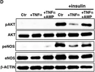 Fig.2.D showing Western Blotting from the publication: Ganglioside GM1 contributes to extracellular/intracellular regulation of insulin resistance, impairment of insulin signaling and down-stream eNOS activation, in human aortic endothelial cells after short- or long-term exposure to TNFα.