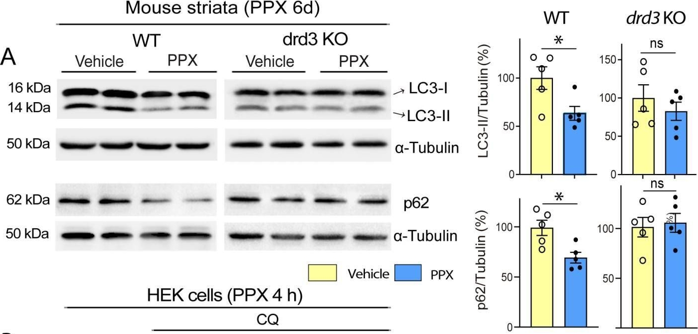 Dopamine Receptor D3 Induces Transient, mTORC1-Dependent Autophagy That Becomes Persistent, AMPK-Mediated, and Neuroprotective in Experimental Models of Huntington's Disease.