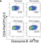 Fig.4.A showing Flow cytometry/Cell sorting in a Homo sapiens (Human) sample from the publication: Contact-Dependent Granzyme B-Mediated Cytotoxicity of Th17-Polarized Cells Toward Human Oligodendrocytes.