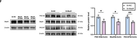 Fig.5.F from the publication: Activation of central Angiotensin-(1-7)/Mas receptor alleviates synaptic damage in diabetes-associated cognitive impairment via modulating AKT/FOXO1/PACAP axis.