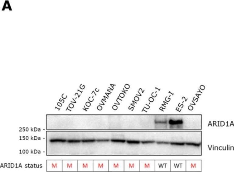 Fig.3.A showing Western Blotting from the publication: Characterization of Mutational Status, Spheroid Formation, and Drug Response of a New Genomically-Stable Human Ovarian Clear Cell Carcinoma Cell Line, 105C.