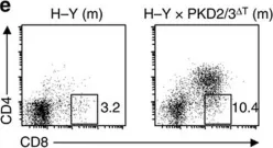 Fig.4.E showing Flow cytometry/Cell sorting in a Mus musculus (House mouse) sample from the publication: Protein kinase D regulates positive selection of CD4+ thymocytes through phosphorylation of SHP-1.