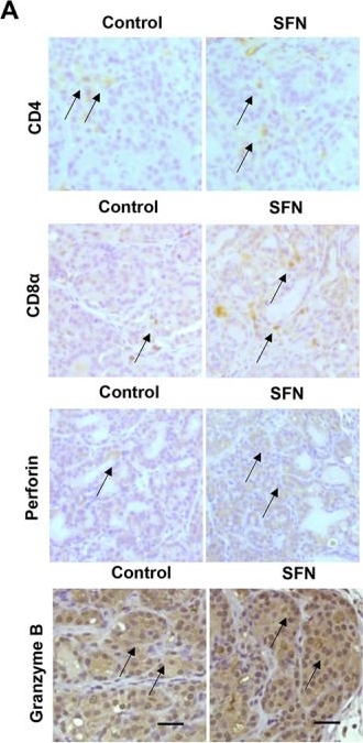 Fig.1.A showing Immunohistochemistry in a Mus musculus (House mouse) sample from the publication: Restoration of Immune Surveillance in Prostate Cancer Prevention by Sulforaphane in Hi-Myc Mice.