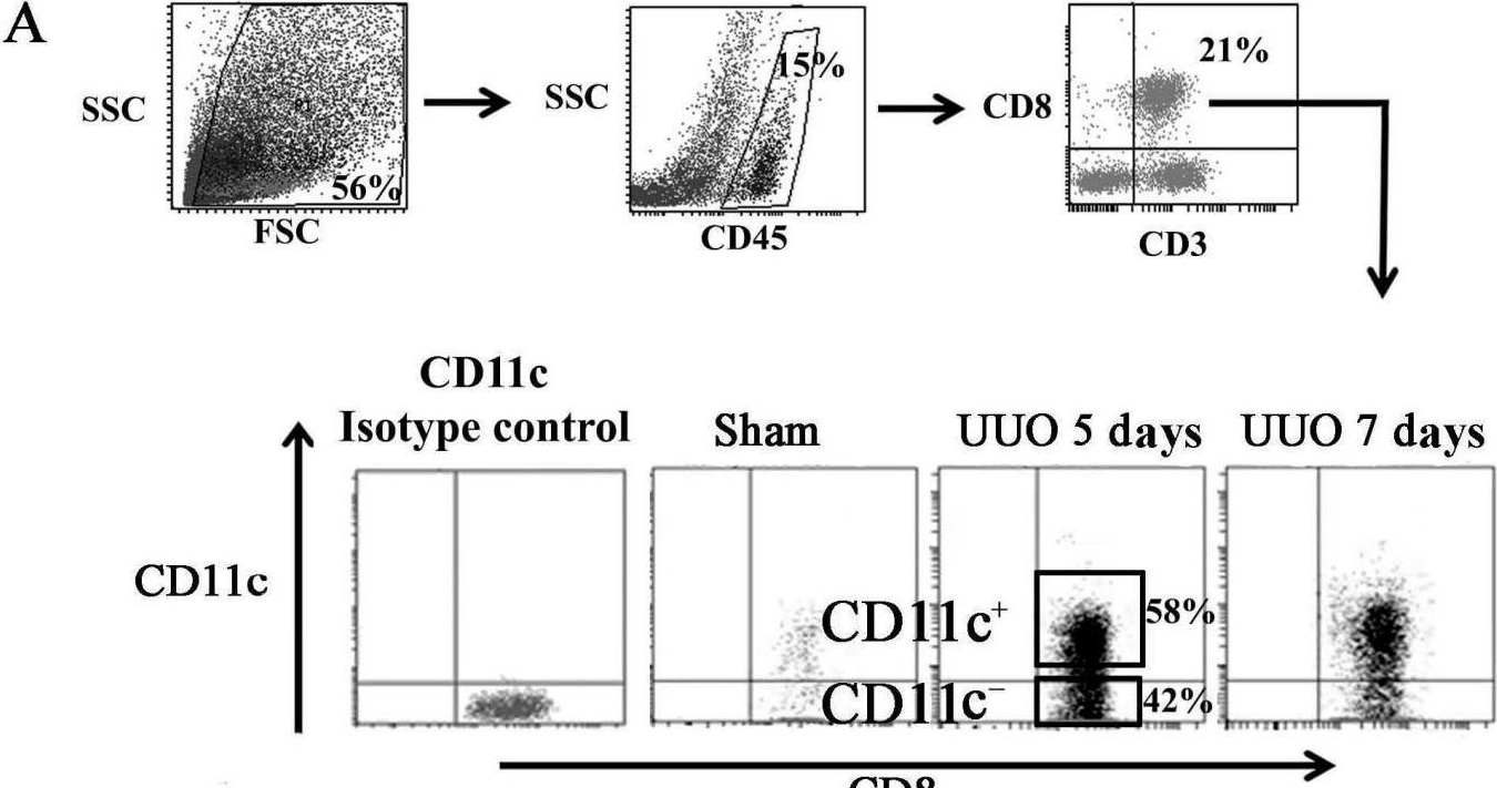 Fig.5.A showing Flow cytometry/Cell sorting from the publication: CD11c⁺ CD8⁺ T Cells Reduce Renal Fibrosis Following Ureteric Obstruction by Inducing Fibroblast Apoptosis.