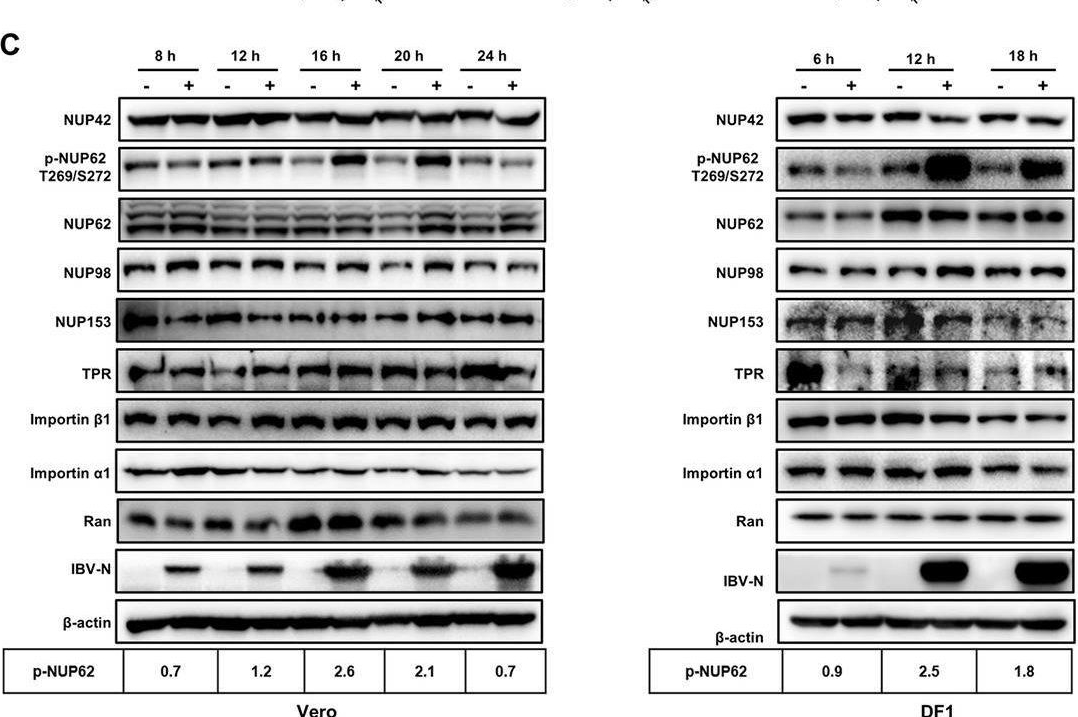 Fig.2.C showing Western Blotting in a Gallus gallus domesticus (Chicken) sample from the publication: Coronavirus nucleocapsid protein enhances the binding of p-PKCα to RACK1: Implications for inhibition of nucleocytoplasmic trafficking and suppression of the innate immune response.