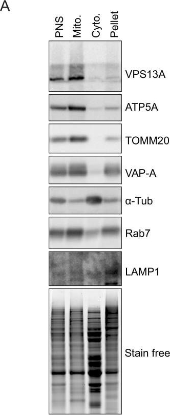 RAB7 antibodies - Antibody search engine - CiteAb