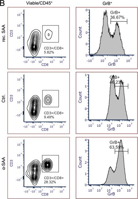 Fig.8.B showing Flow cytometry/Cell sorting from the publication: SAA restricts T cell mediated anti-tumor immunity by limiting antigen presentation in lung cancer.