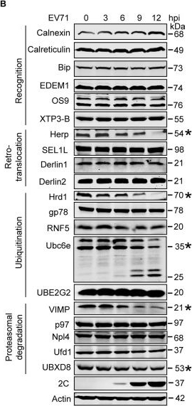 Fig.3.B showing Western Blotting in a Homo sapiens (Human) sample from the publication: Enterovirus 71 protease 2Apro and 3Cpro differentially inhibit the cellular endoplasmic reticulum-associated degradation (ERAD) pathway via distinct mechanisms, and enterovirus 71 hijacks ERAD component p97 to promote its replication.