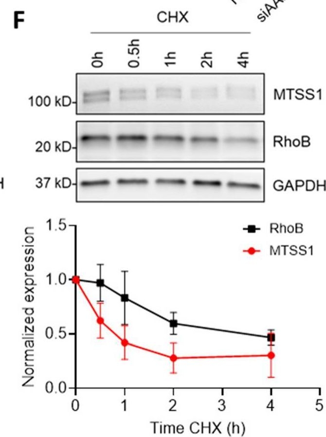 Fig.2.F showing Western Blotting in a Homo sapiens (Human) sample from the publication: AAMP and MTSS1 Are Novel Negative Regulators of Endothelial Barrier Function Identified in a Proteomics Screen.