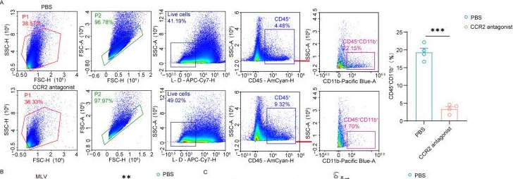 Fig.4.A showing Flow cytometry/Cell sorting in a Mus musculus (House mouse) sample from the publication: Meningeal Lymphatics Drives Macrophage Clearance via CCL2-CCR2 Axis After Cerebral Ischemia.