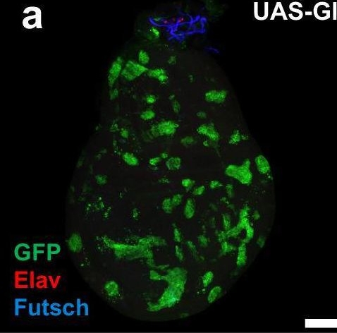 Fig.2.A showing Immunohistochemistry-immunofluorescence in a Drosophila melanogaster (Fruit fly) sample from the publication: Synergistic activation by Glass and Pointed promotes neuronal identity in the Drosophila eye disc.