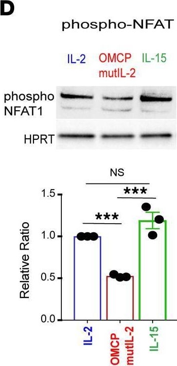 Fig.4.D showing Western Blotting from the publication: A reengineered common chain cytokine augments CD8+ T cell-dependent immunotherapy.