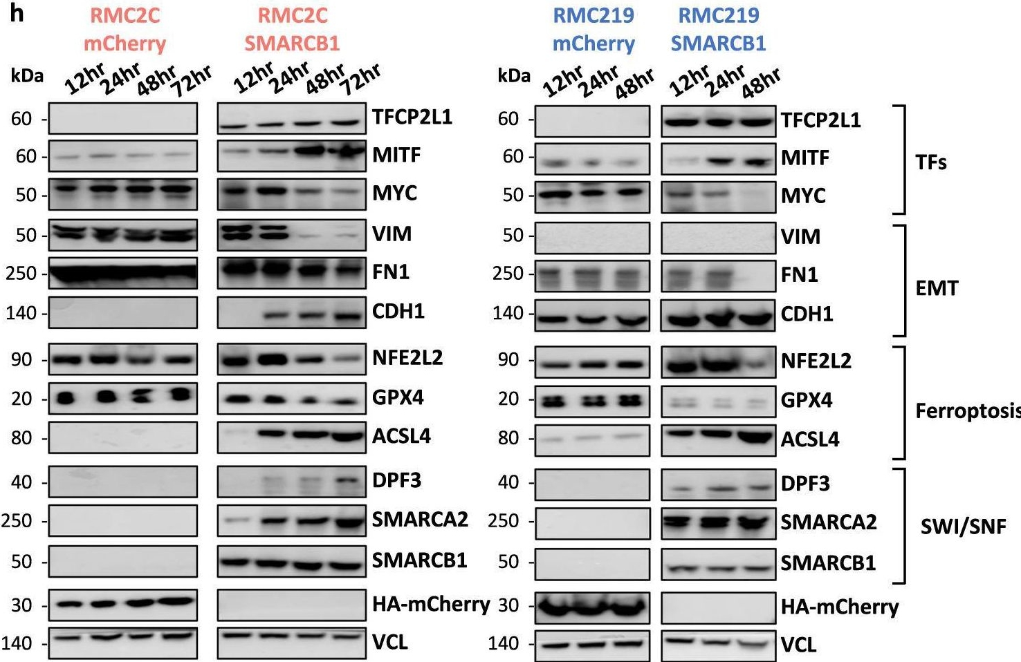 Fig.3.H showing Western Blotting in a Mus musculus (House mouse) sample from the publication: SMARCB1 regulates a TFCP2L1-MYC transcriptional switch promoting renal medullary carcinoma transformation and ferroptosis resistance.