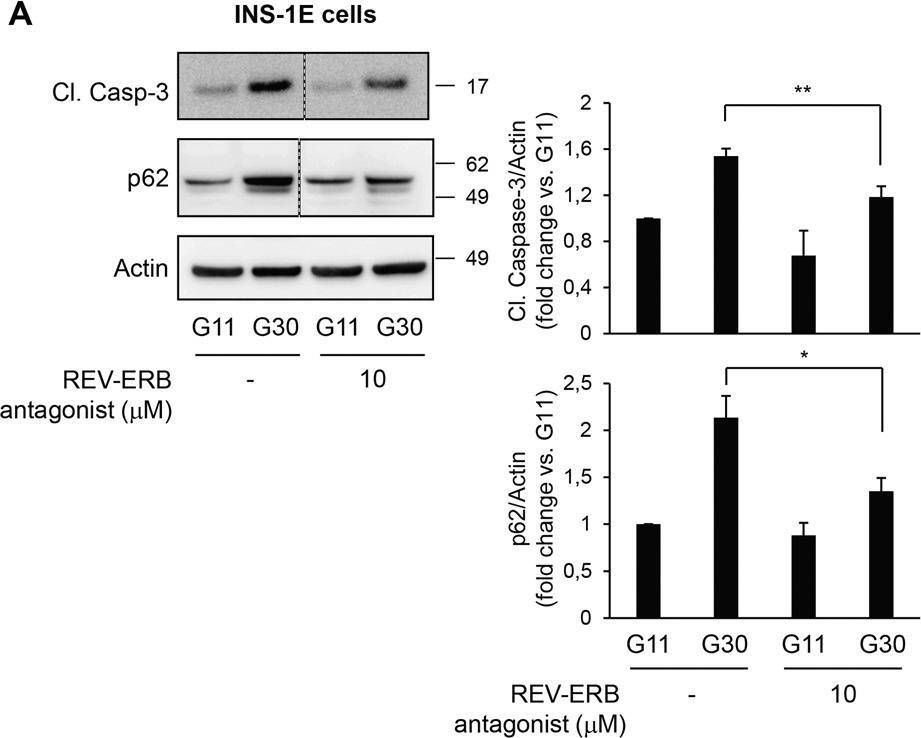 The nuclear receptor REV-ERBα is implicated in the alteration of β-cell autophagy and survival under diabetogenic conditions.